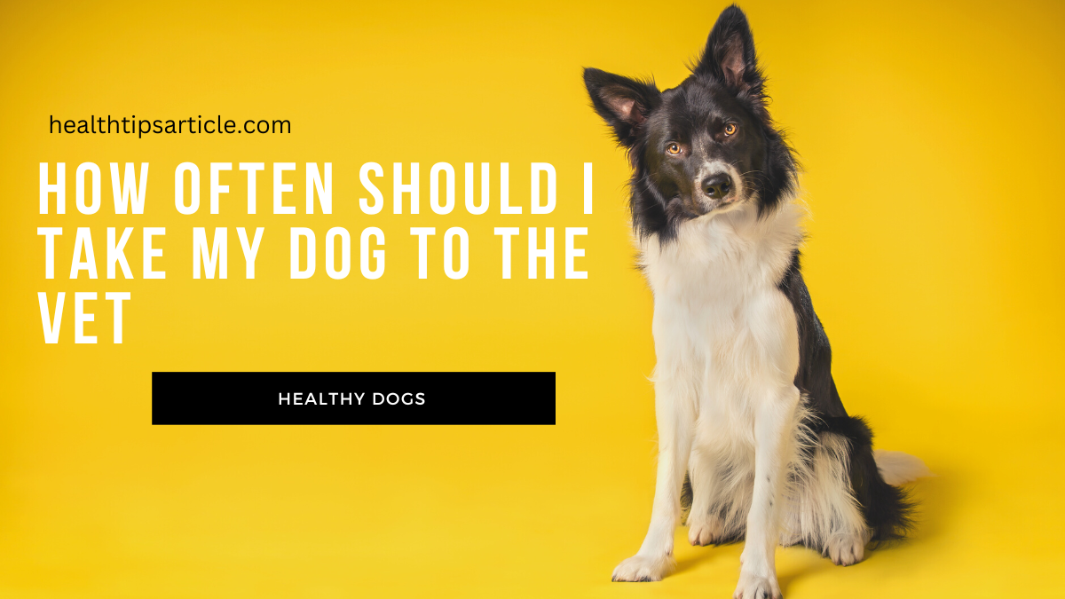 How Often Should I Take My Dog to the Vet