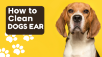How to Clean Dogs Ear