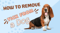How to Remove Tick From a Dog
